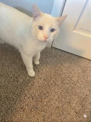 A white cat standing on a carpeted floor, looking directly at the camera.