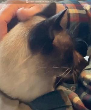Sam, young, available for adoption