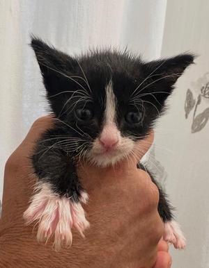 LeJunior, kitten, available for adoption