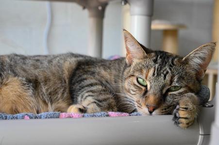 A tabby cat with green eyes lying on a colorful blanket