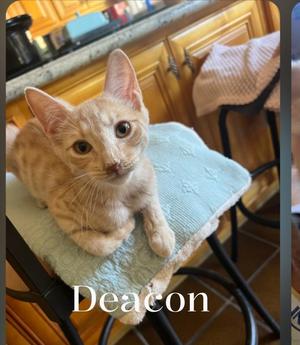 Deacon, kitten, available for adoption