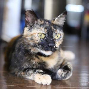 Conchita, adult, available for adoption