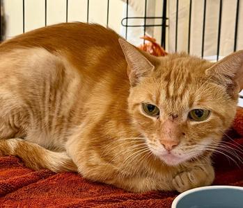 Lancelot, young, available for adoption
