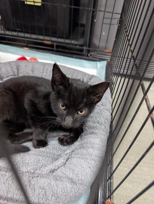 Bingo, kitten, available for adoption
