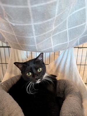 Skittles, adult, available for adoption