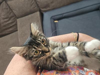 A tabby cat with white paws is lying on its back in someone's lap, looking up at the camera with wide eyes.