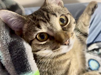 Dash (bonded with Dart), kitten, available for adoption