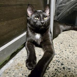 Giorgio (bonded with Giacomo), kitten, available for adoption