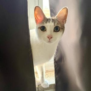 Angel (bonded with Angelo), adult, available for adoption