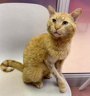 Barley (FIV positive), adult, available for adoption