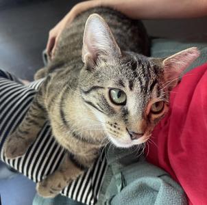 Diamond, kitten, available for adoption