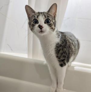A tabby and white cat with wide eyes peeks over the edge of a bathtub.