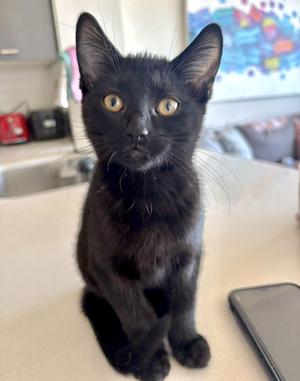 Harmony (bonded with Melody), kitten, available for adoption