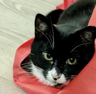 Honour, young, available for adoption