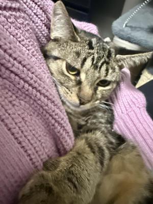 A tabby cat with a striped pattern is lying on a purple knitted blanket, looking directly at the camera with a calm expression.