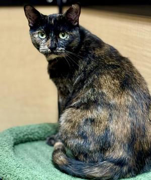 Chandra, young, available for adoption