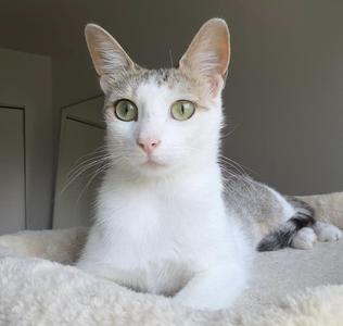 Angel (bonded with Angelo), adult, available for adoption