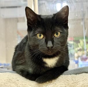 Faith, kitten, available for adoption
