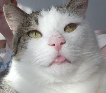 A close-up of a white cat with gray markings on its head, sticking its tongue out slightly. The cat has yellow eyes and is looking directly at the camera.