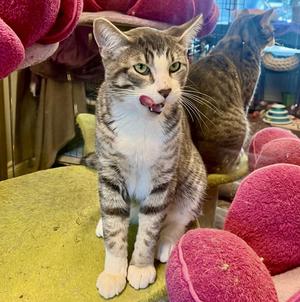 Dante, young, available for adoption