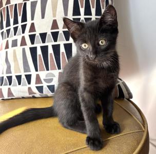 Diego (bonded with Emilio), kitten, available for adoption