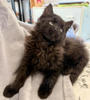 Beau (bonded with Elise), kitten, available for adoption