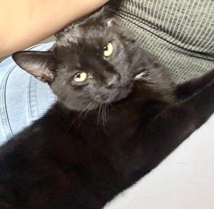 Dollop (bonded with Dusk), kitten, available for adoption