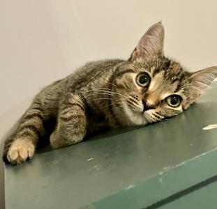 A tabby cat lying on a green surface, looking directly at the camera with large, expressive eyes.