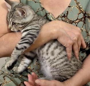 Angelo (bonded with Angel), kitten, available for adoption