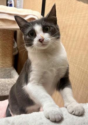 Eloise, young, available for adoption
