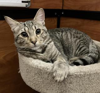 Angelo (bonded with Angel), kitten, available for adoption