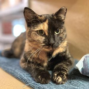 Heart (bonded with Hunter), young, available for adoption