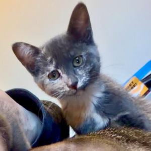 Jacy, kitten, available for adoption