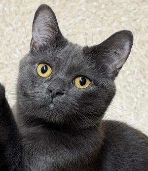 Benny aka Baby (bonded with Samba), young, available for adoption