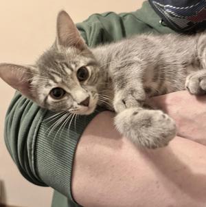 A gray tabby kitten being held in someone's arms.