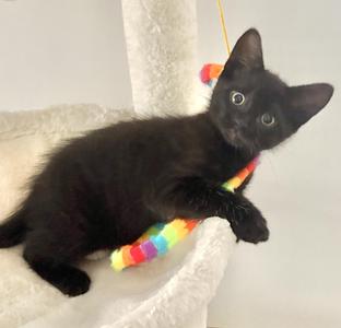 Emilio (bonded with Doego), kitten, available for adoption