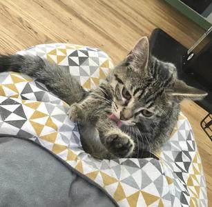Benny (bonded with Betsy), kitten, available for adoption