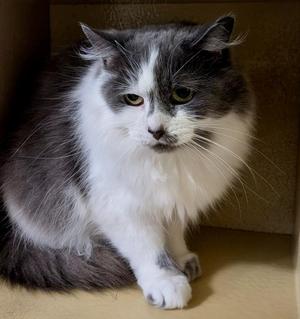 Bette, adult, available for adoption