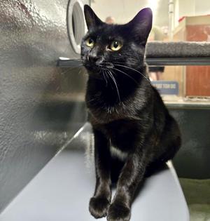 Gigi, adult, available for adoption