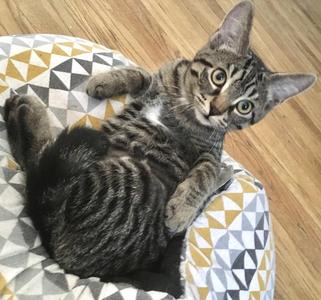 Betsy (bonded with Benny), kitten, available for adoption