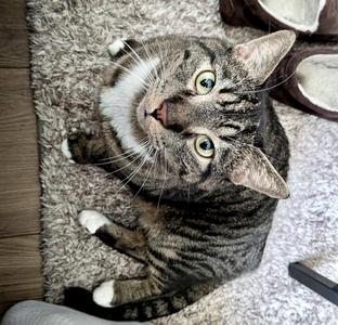 Bubbles (bonded with Oreo), young, available for adoption