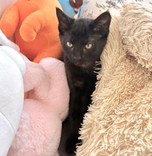 Elise (bonded with Beau), kitten, available for adoption