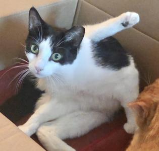 Ivy (bonded with Rowan), young, available for adoption