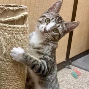 Dickon (bonded with Mary), kitten, available for adoption