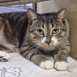 Hunter (bonded with Heart), young, available for adoption