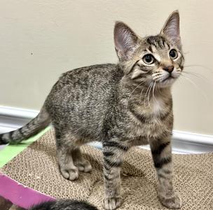 A tabby kitten standing on a scratching post