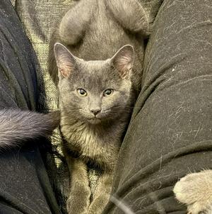 Hendry, kitten, available for adoption