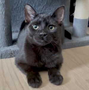 Dusk (bonded with Dollop), kitten, available for adoption