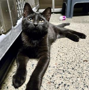 Giacomo (bonded with Giorgio), kitten, available for adoption