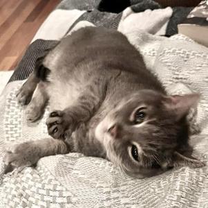 Gracie (solo kitty), senior, available for adoption